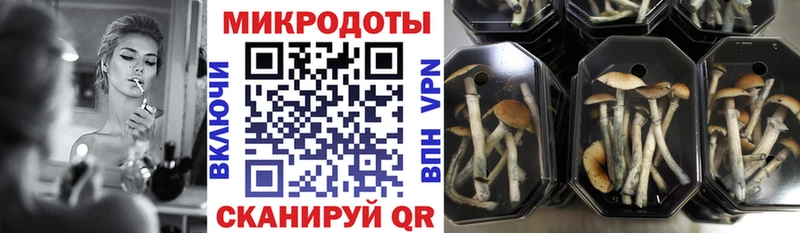 закладки Каменск-Шахтинский Псилоцибиновые грибы Magic Shrooms